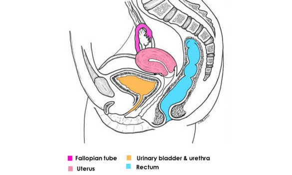取卵排空、移植憋尿？真相超好懂！