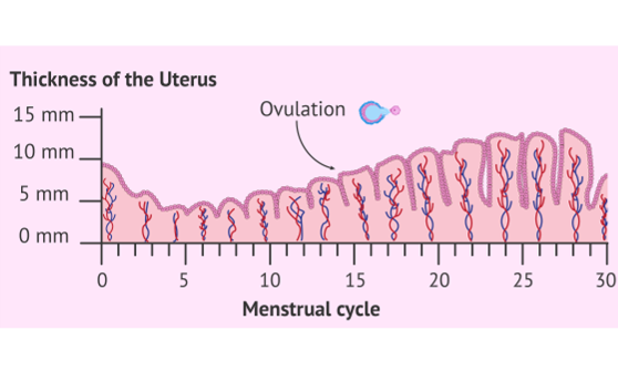 IVF 移植时，子宫内膜多少才 “达标”？