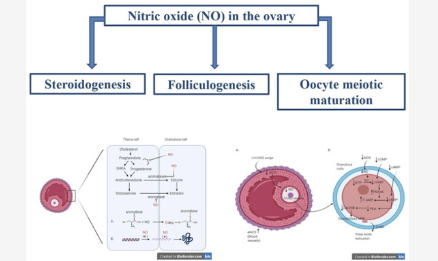 一氧化氮：试管婴儿成功率的 “卵泡信号”