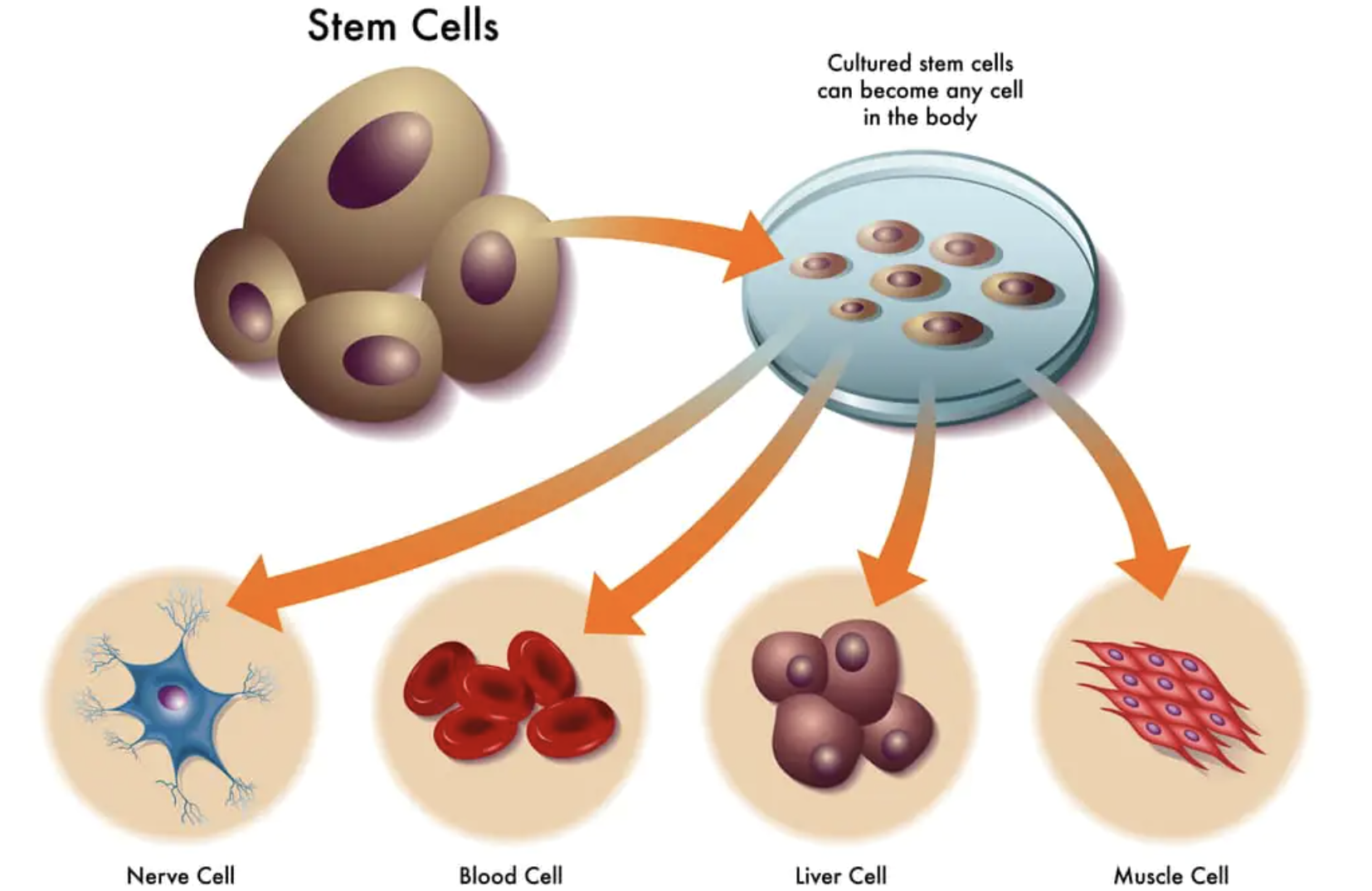 卵巢提前 “退休”？干细胞为生育希望 “充电”