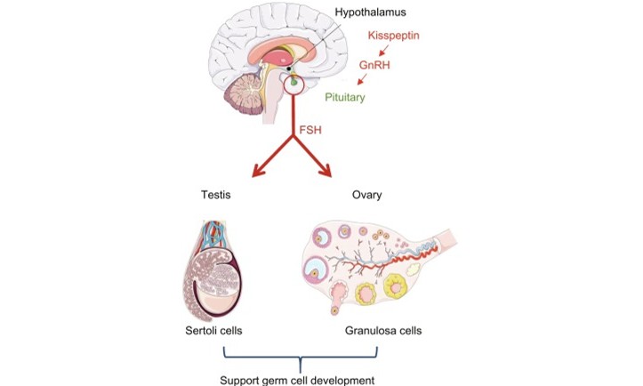 为什么 FSH 高了不容易怀孕？