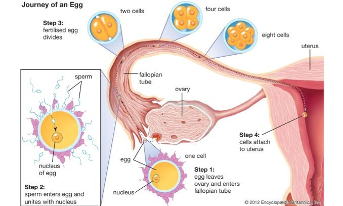 延缓卵巢衰老，提升试管婴儿成功率