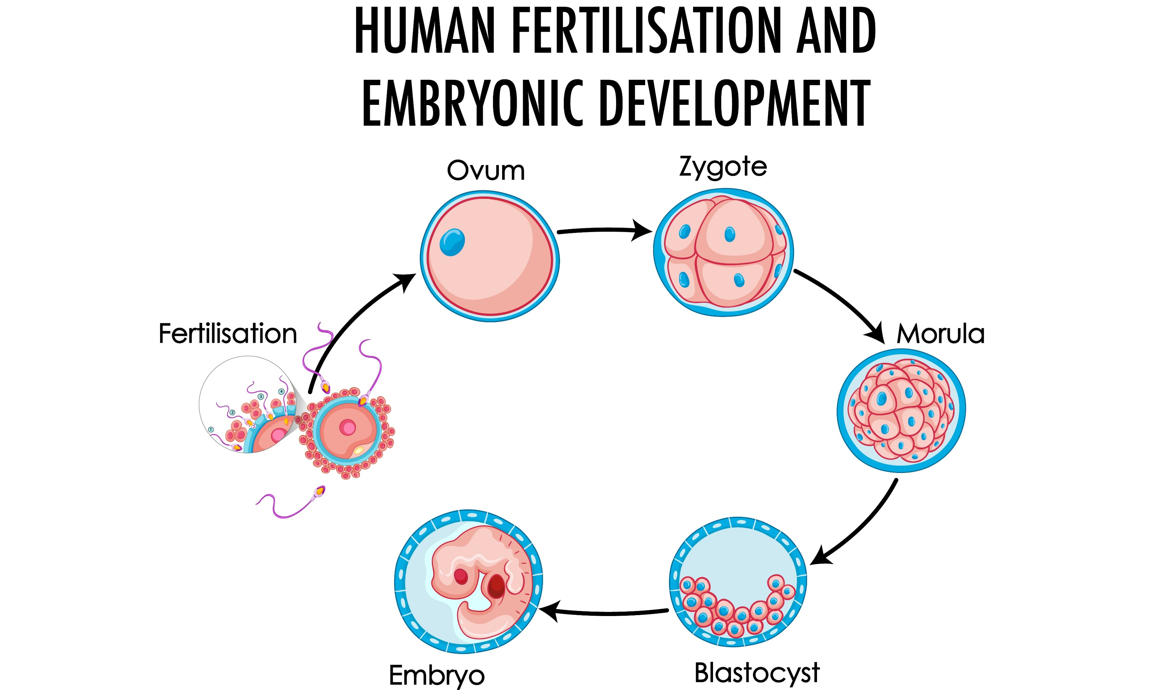 试管婴儿胚胎分级：好胚胎怎么选？
