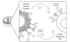 不用猛打激素！Fertilo 技术 3 天助卵子成熟