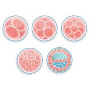 高质量胚胎？一篇看懂胚胎里的 “潜力股“